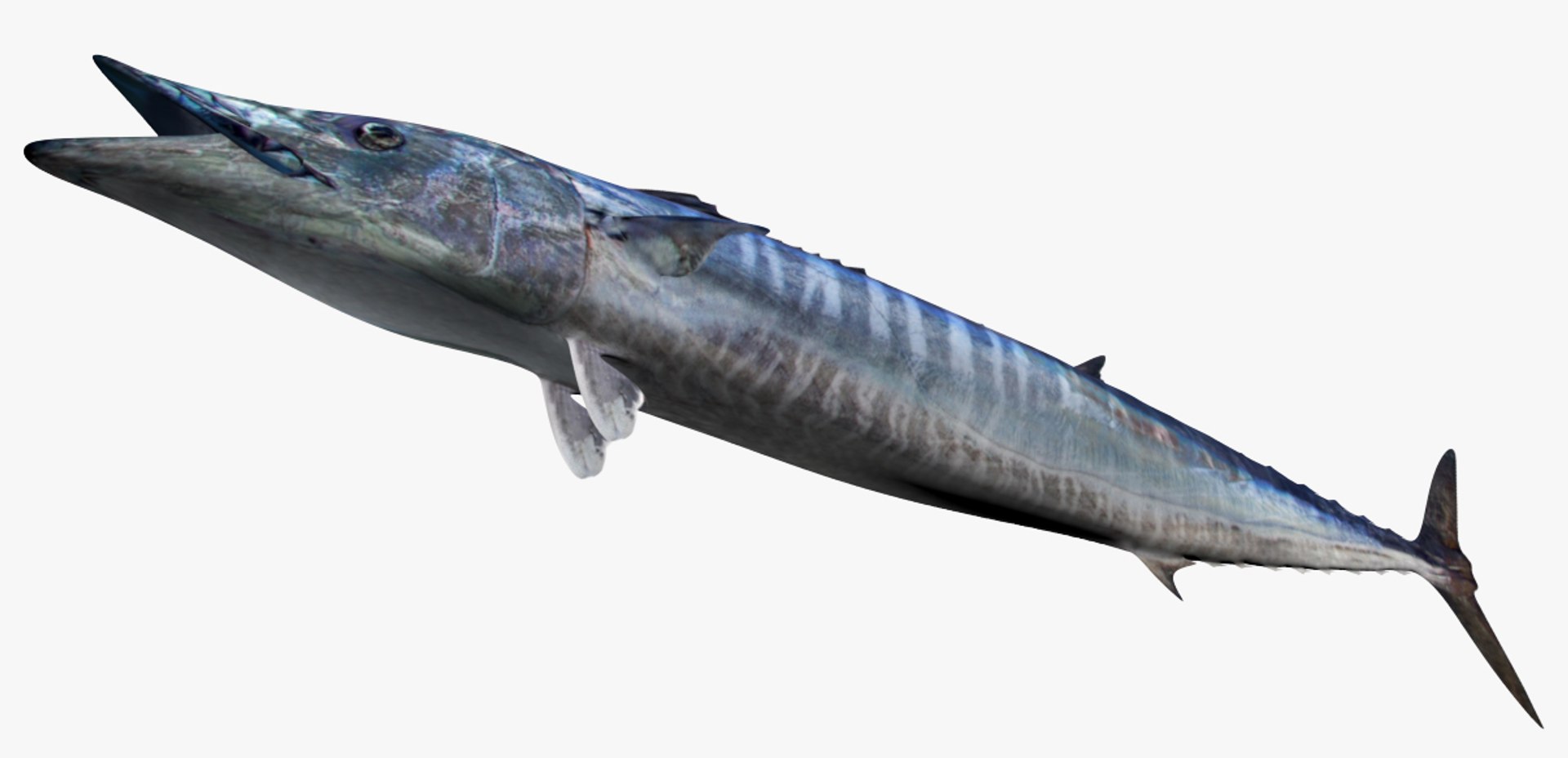 Saltwater Fish Collection 30 model https://p.turbosquid.com/ts-thumb/2k/XK3HOa/xP/2/jpg/1561546394/1920x1080/fit_q87/038930ad25a68787d717053d4d30888a6296f7f6/2.jpg