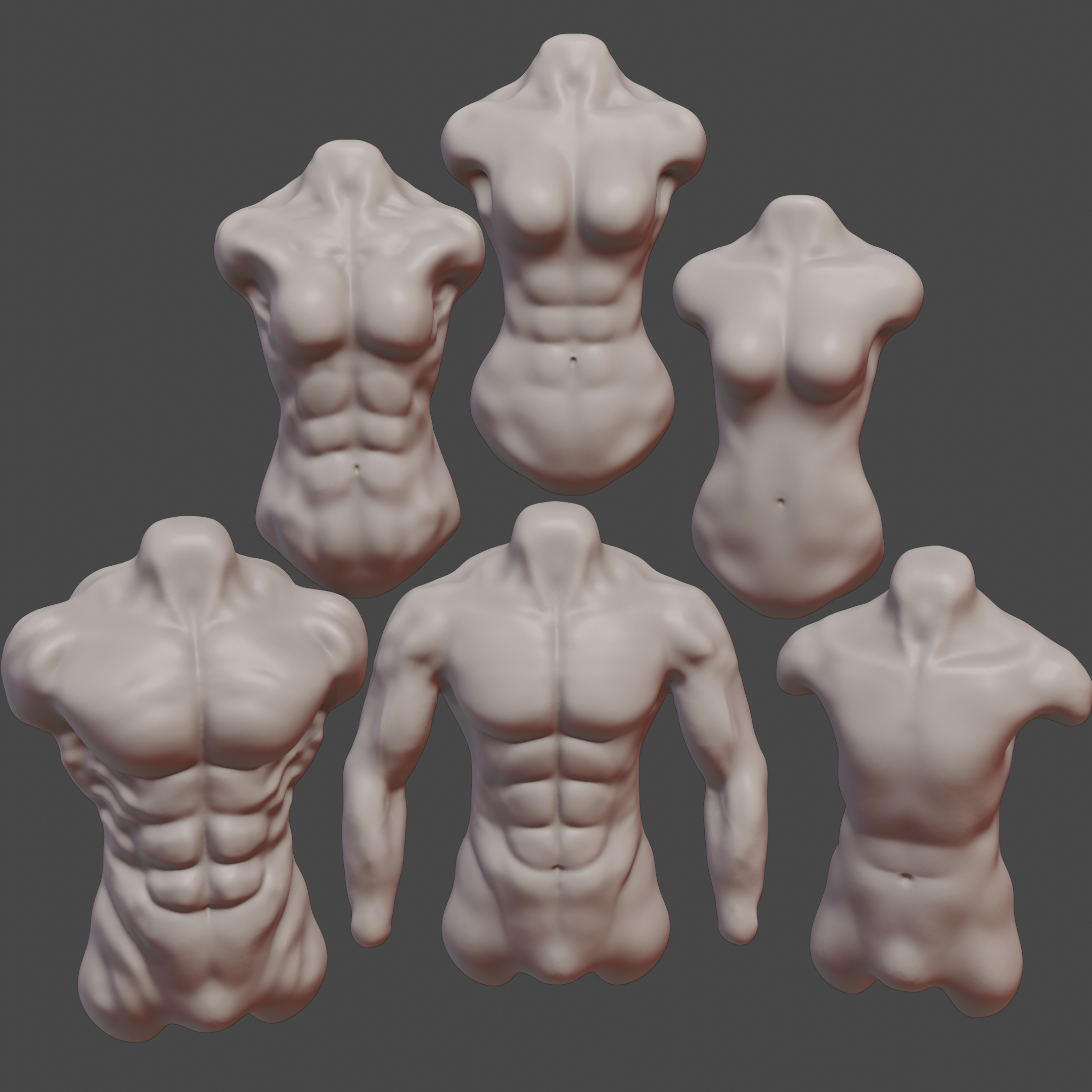 Anatomy - Female And Male Torso model - TurboSquid 1742848
