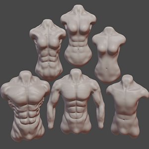Anatomy - Female And Male Torso model