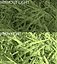 Grasses