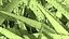 Grasses