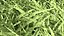 Grasses