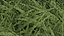 Grasses