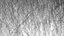 Grasses