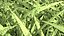 Grasses
