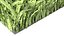Grasses