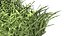 Grasses