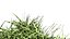 Grasses