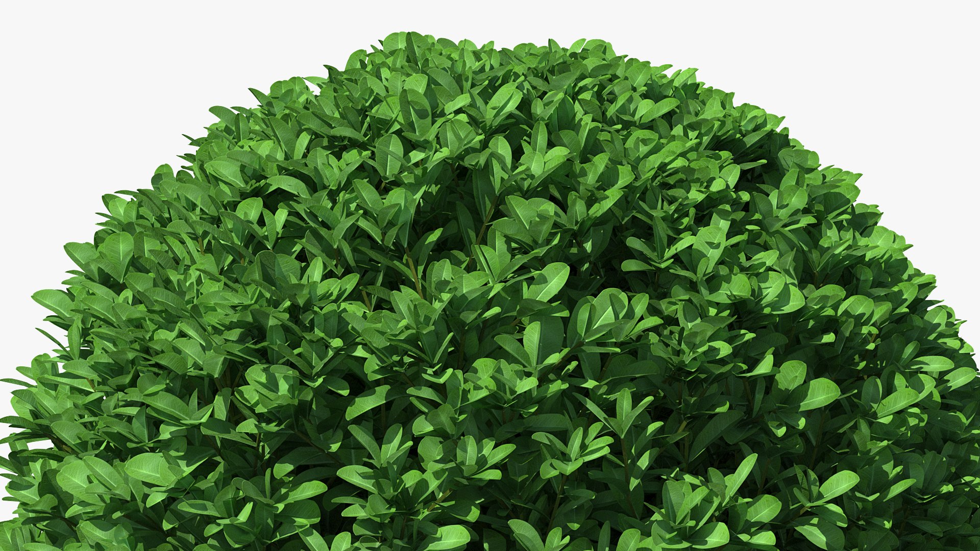 Decorative Ball Shaped Boxwood 3D Model - TurboSquid 1575080