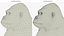 Pelliccia realistica di gorilla selvatico, animata per Blender