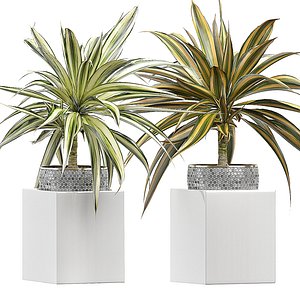 3D potted plants set 52