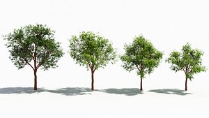 3D model Arbutus tree