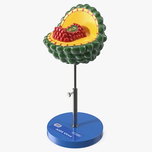 HIV Virus Educational Model on Metal Stand 3D