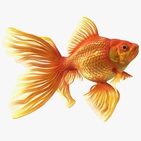 Orange Fancy Fantail Goldfish Swimming Pose