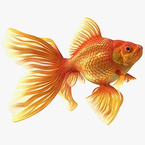 Orange Fancy Fantail Goldfish Swimming Pose