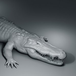 Crocodile basemesh