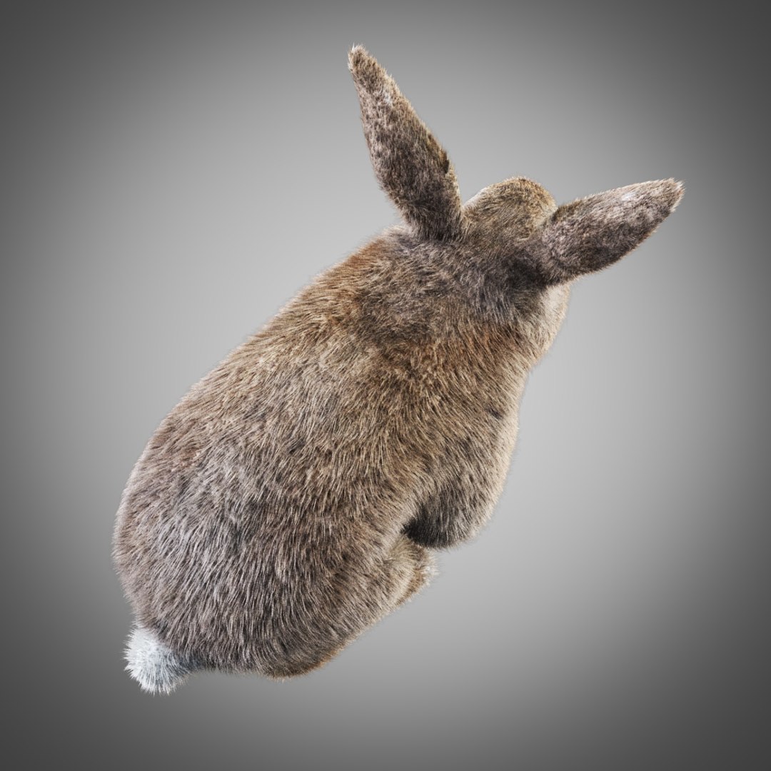 3d model rabbit fur https://p.turbosquid.com/ts-thumb/2l/5D65qQ/nGfgAuZV/6/jpg/1456070646/1920x1080/fit_q87/eab46376350d68336c409eeb2b2e10e9f042e89f/6.jpg