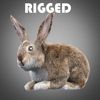 Rabbit - bunny
