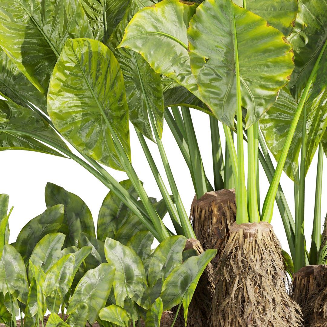 Collection plant vol 555 - Alocasia - Macrorrhizos - gian - taro 3D model https://p.turbosquid.com/ts-thumb/2l/H68XyE/G2/4/jpg/1705808550/1920x1080/fit_q87/b74e3720fe2355c7a167d061aa21ad67ecb6004a/4.jpg