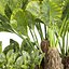 Collection plant vol 555 - Alocasia - Macrorrhizos - gian - taro