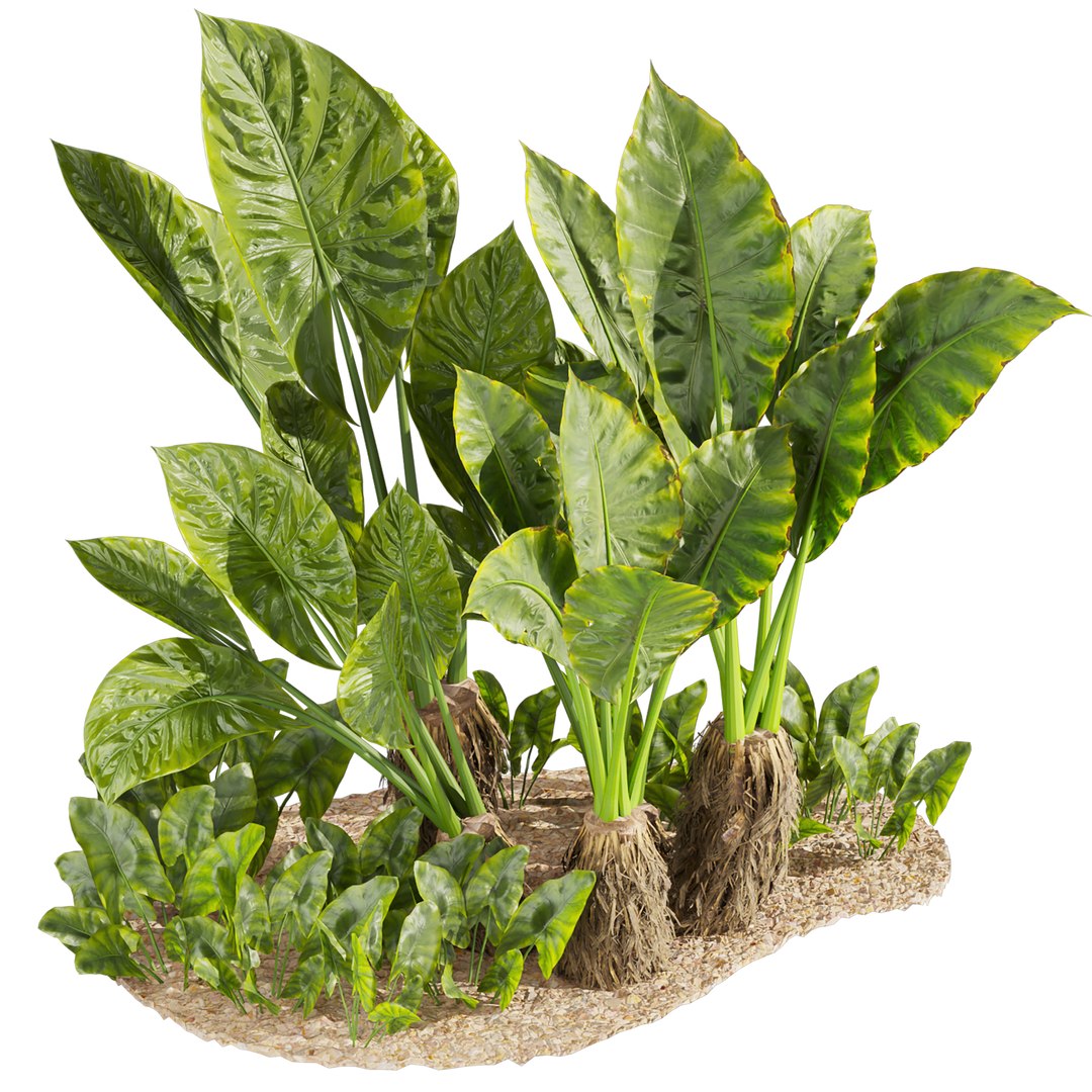 Collection plant vol 555 - Alocasia - Macrorrhizos - gian - taro 3D model https://p.turbosquid.com/ts-thumb/2l/H68XyE/Iv/5/jpg/1705808551/1920x1080/fit_q87/37420b6846413ec2ae2aa43f3d5c627f06550735/5.jpg