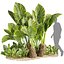 Collection plant vol 555 - Alocasia - Macrorrhizos - gian - taro