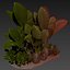 Collection plant vol 555 - Alocasia - Macrorrhizos - gian - taro