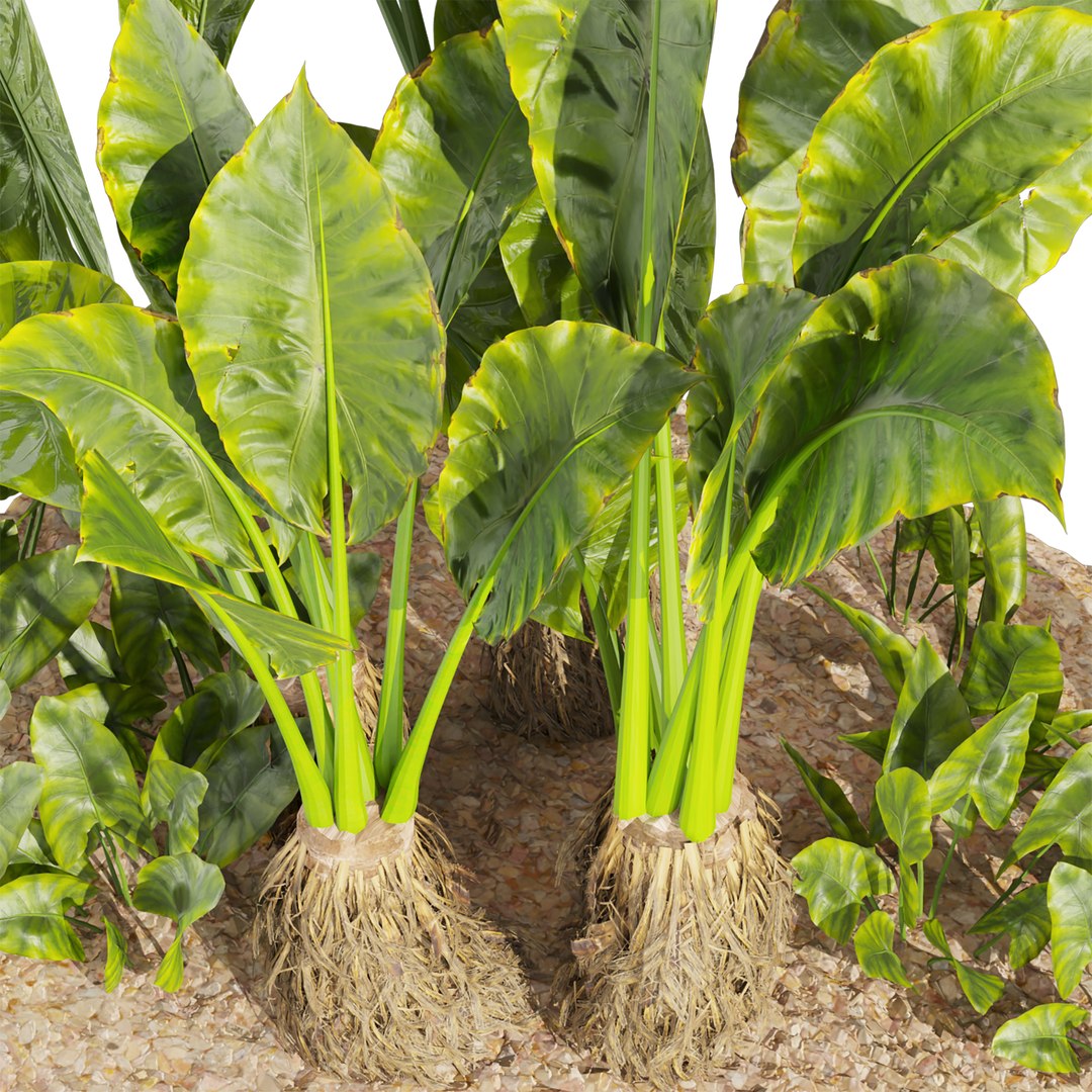 Collection plant vol 555 - Alocasia - Macrorrhizos - gian - taro 3D model https://p.turbosquid.com/ts-thumb/2l/H68XyE/r5/3/jpg/1705808550/1920x1080/fit_q87/6f1a75b6fd2fdb7e0d2ec999f42773c1c51e3b5f/3.jpg