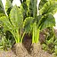 Collection plant vol 555 - Alocasia - Macrorrhizos - gian - taro