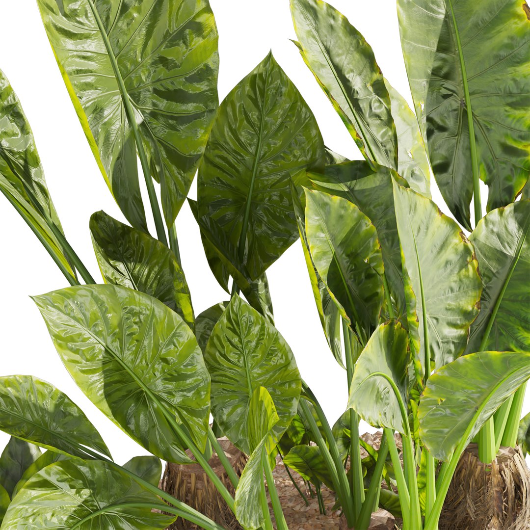 Collection plant vol 555 - Alocasia - Macrorrhizos - gian - taro 3D model https://p.turbosquid.com/ts-thumb/2l/H68XyE/ye/2/jpg/1705808550/1920x1080/fit_q87/a814f53f5bffd444238779ef1ae7782a84d5dc44/2.jpg