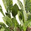 Collection plant vol 555 - Alocasia - Macrorrhizos - gian - taro