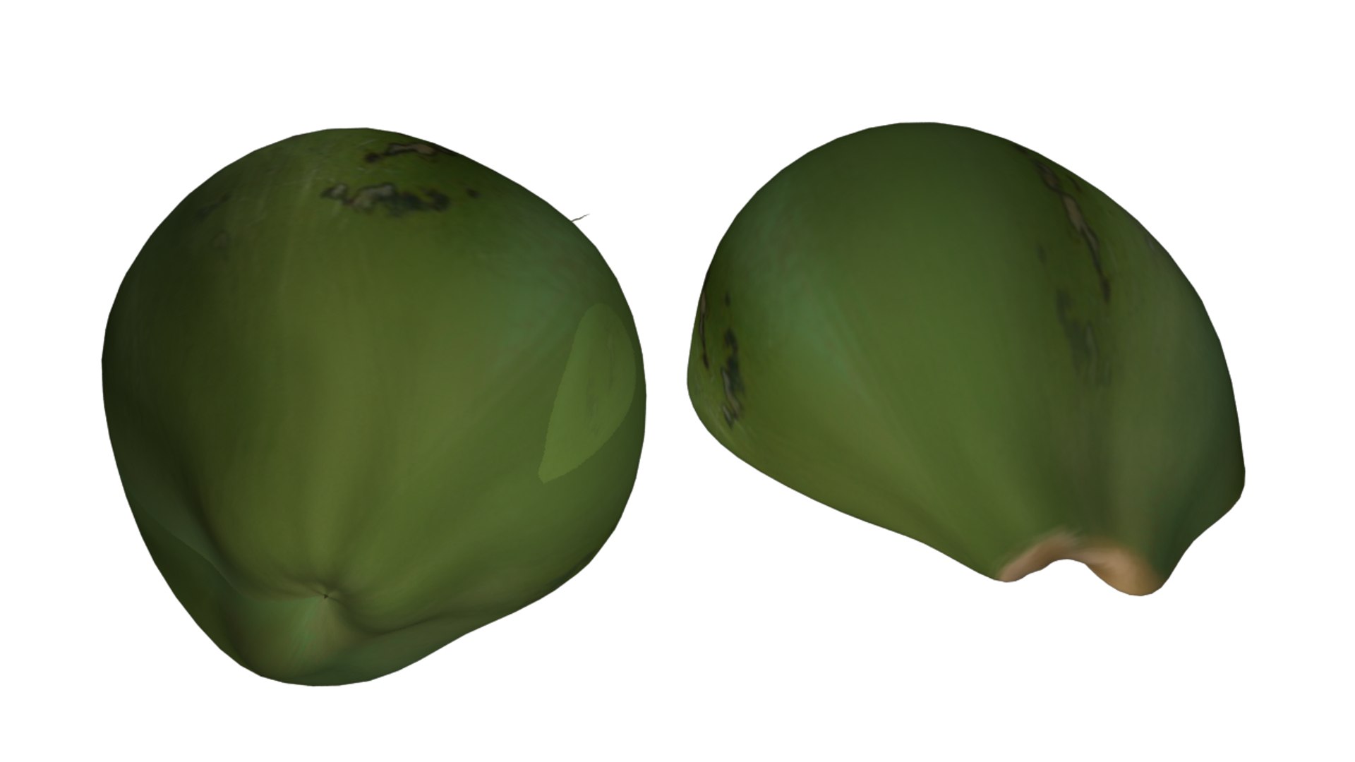 Coconut Cocos 3d Obj