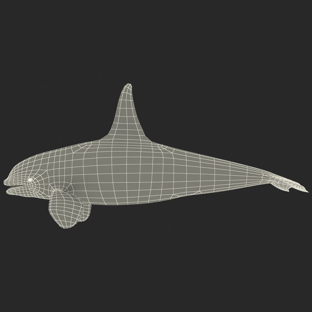 orca whale