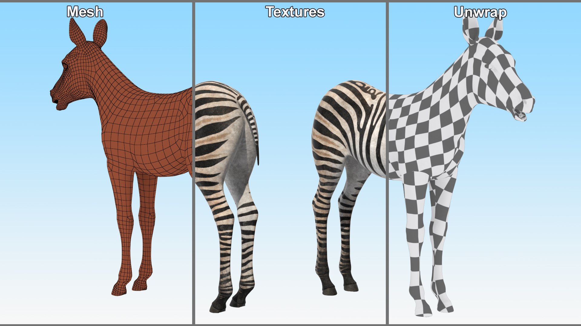 3D Young Zebra Rigged Model - TurboSquid 2366244