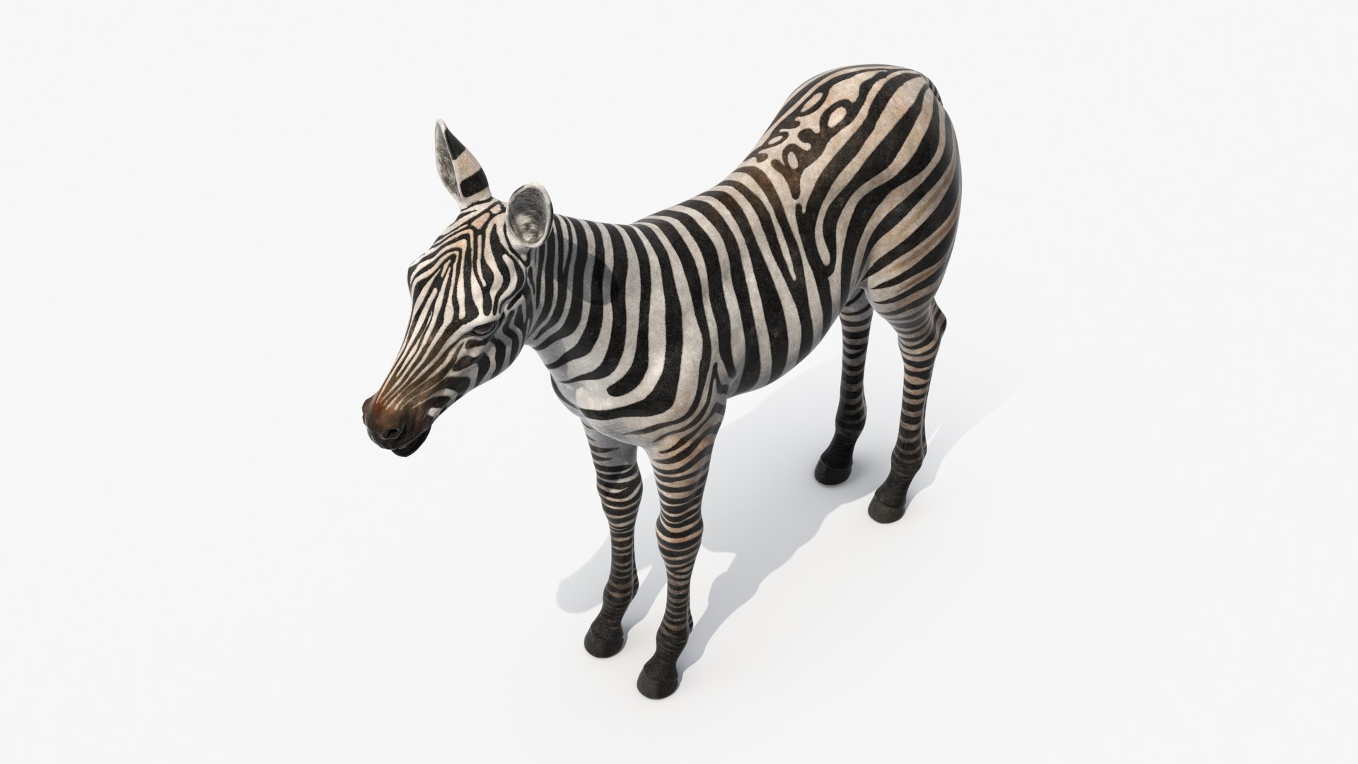 3D Young Zebra Rigged Model - TurboSquid 2366244