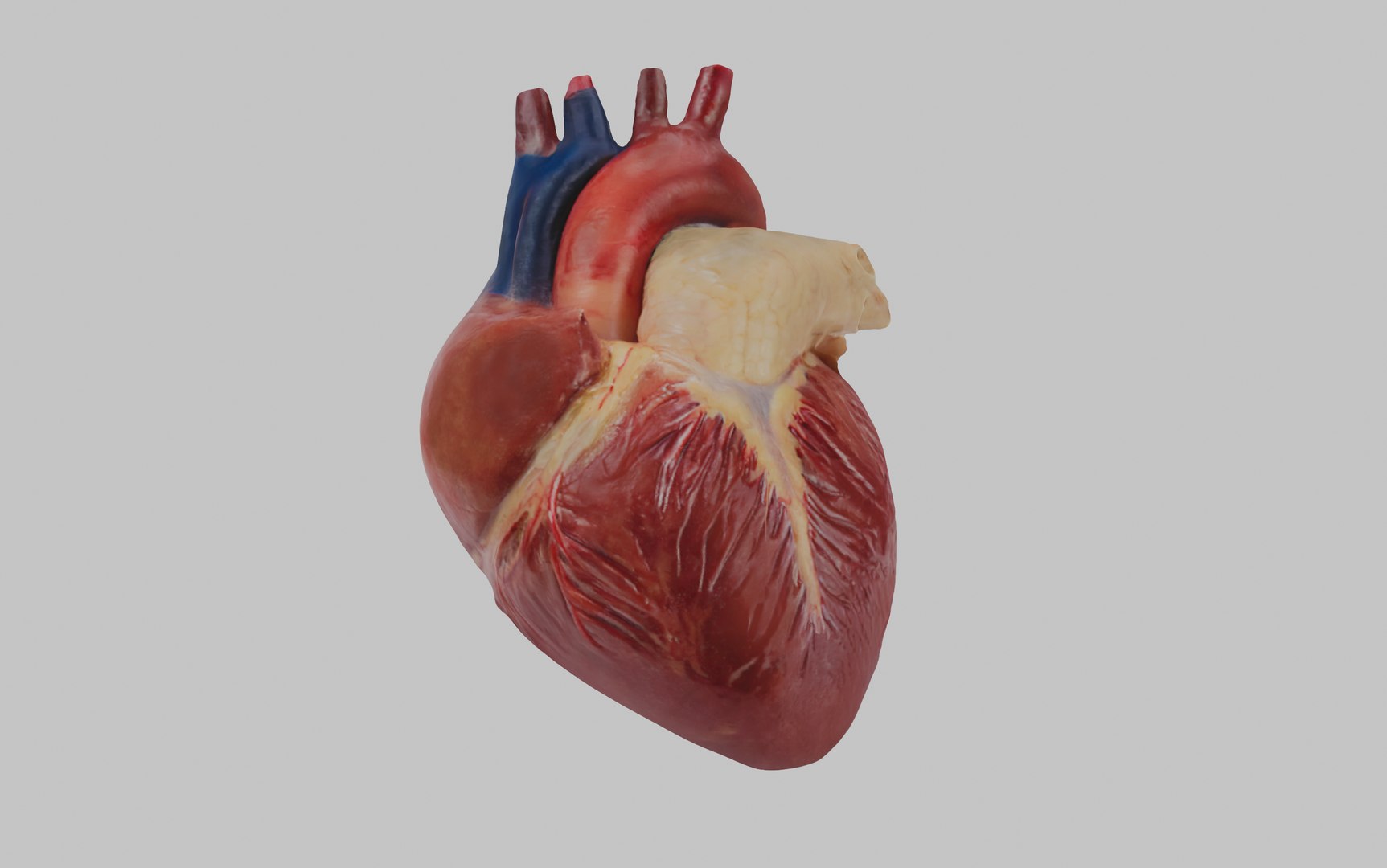 3D Anatomical Heart - TurboSquid 2261362