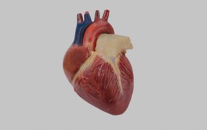 3D Anatomical Heart