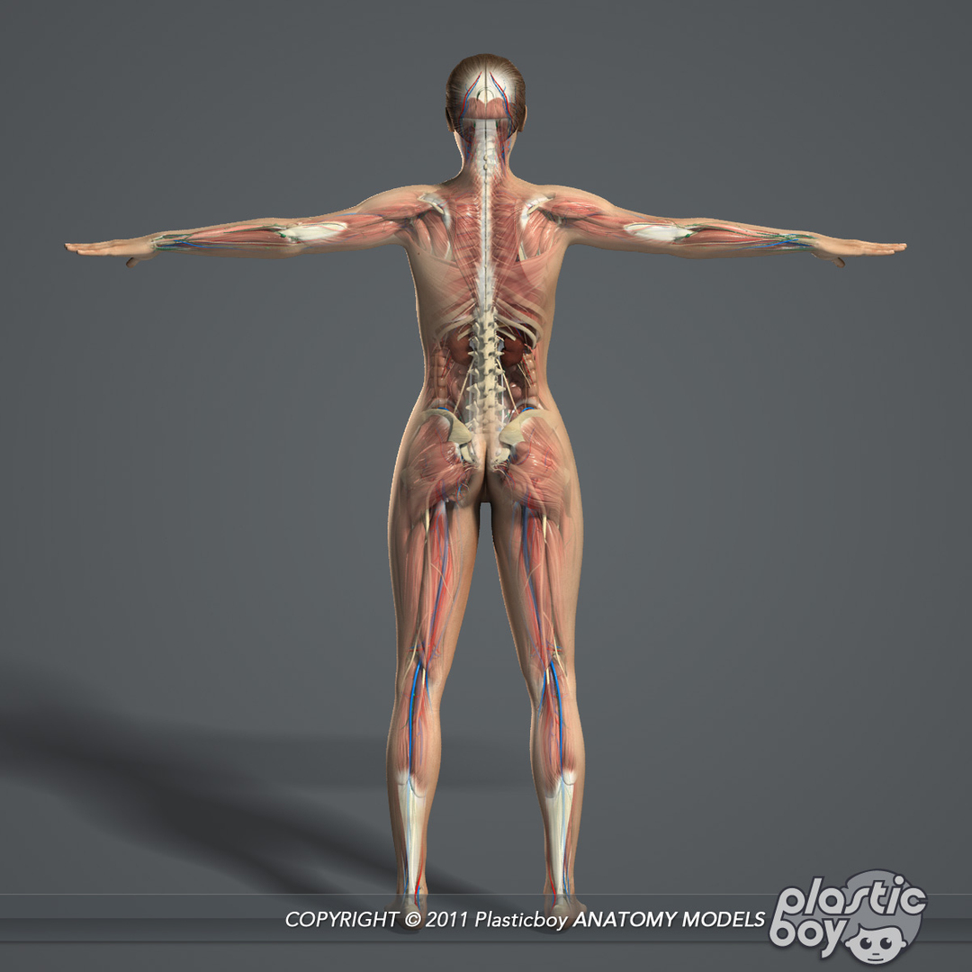 rigged complete female anatomy 3d model