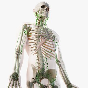 male skin skeleton lymphatic 3D model
