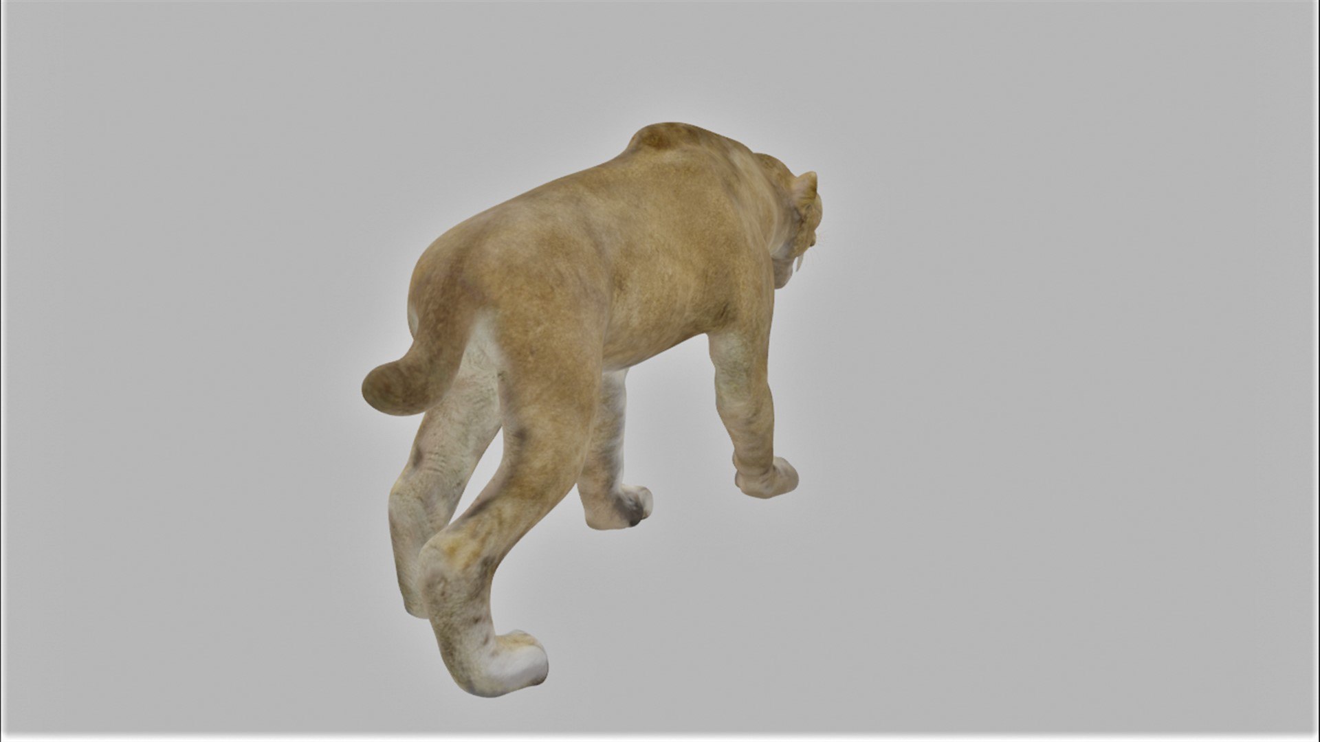 Smilodon 3d Turbosquid 1658180 Smilodon 3d Turbosquid 1658180