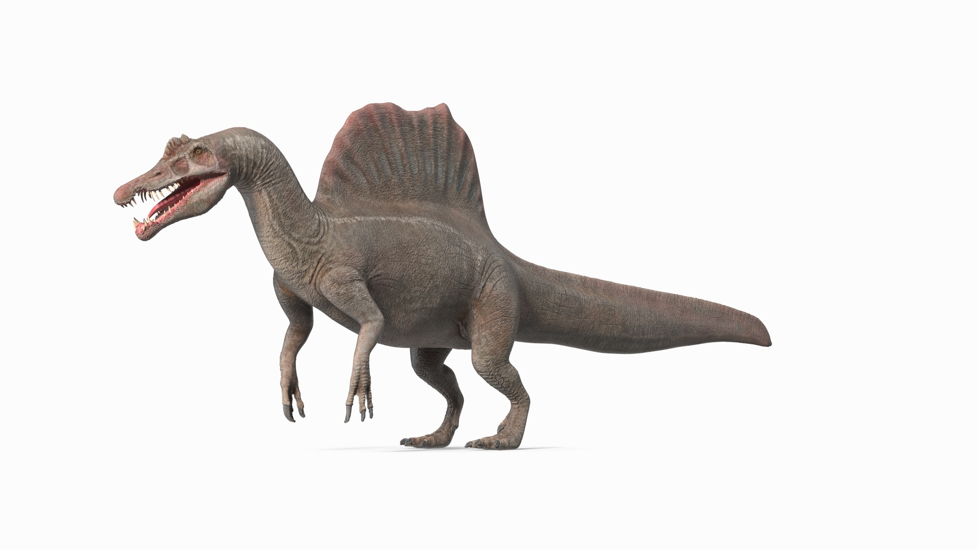 3D Spinosaurus Rigged https://p.turbosquid.com/ts-thumb/2m/Q4kdGx/Yc/spinosaurus_rigged_360/jpg/1742288124/1920x1080/turn_fit_q99/3c235846d29140251f403c0d26b0df26efe768e6/spinosaurus_rigged_360-1.jpg