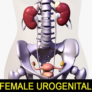 Urogenital  Bones Body