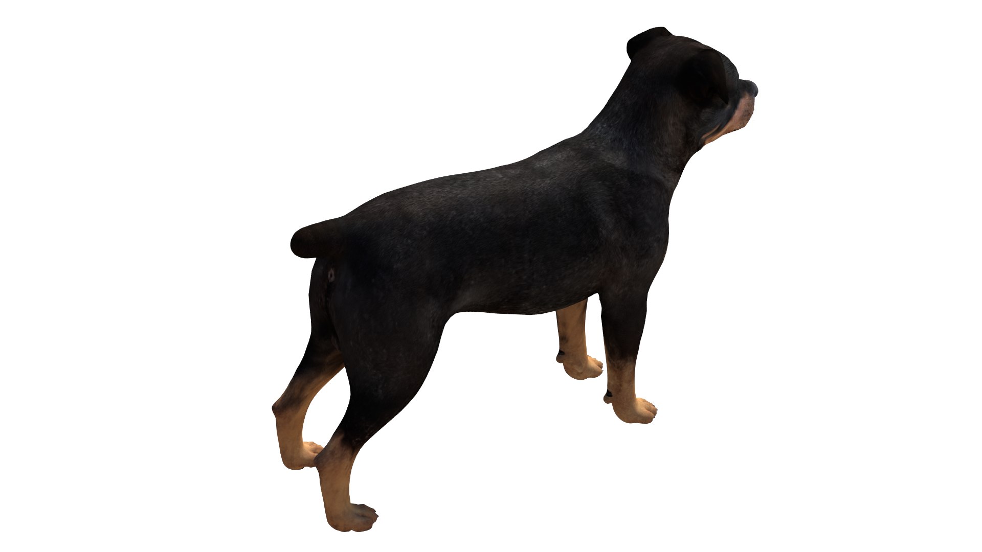 Rottweiler Dog 3D model - TurboSquid 2175786