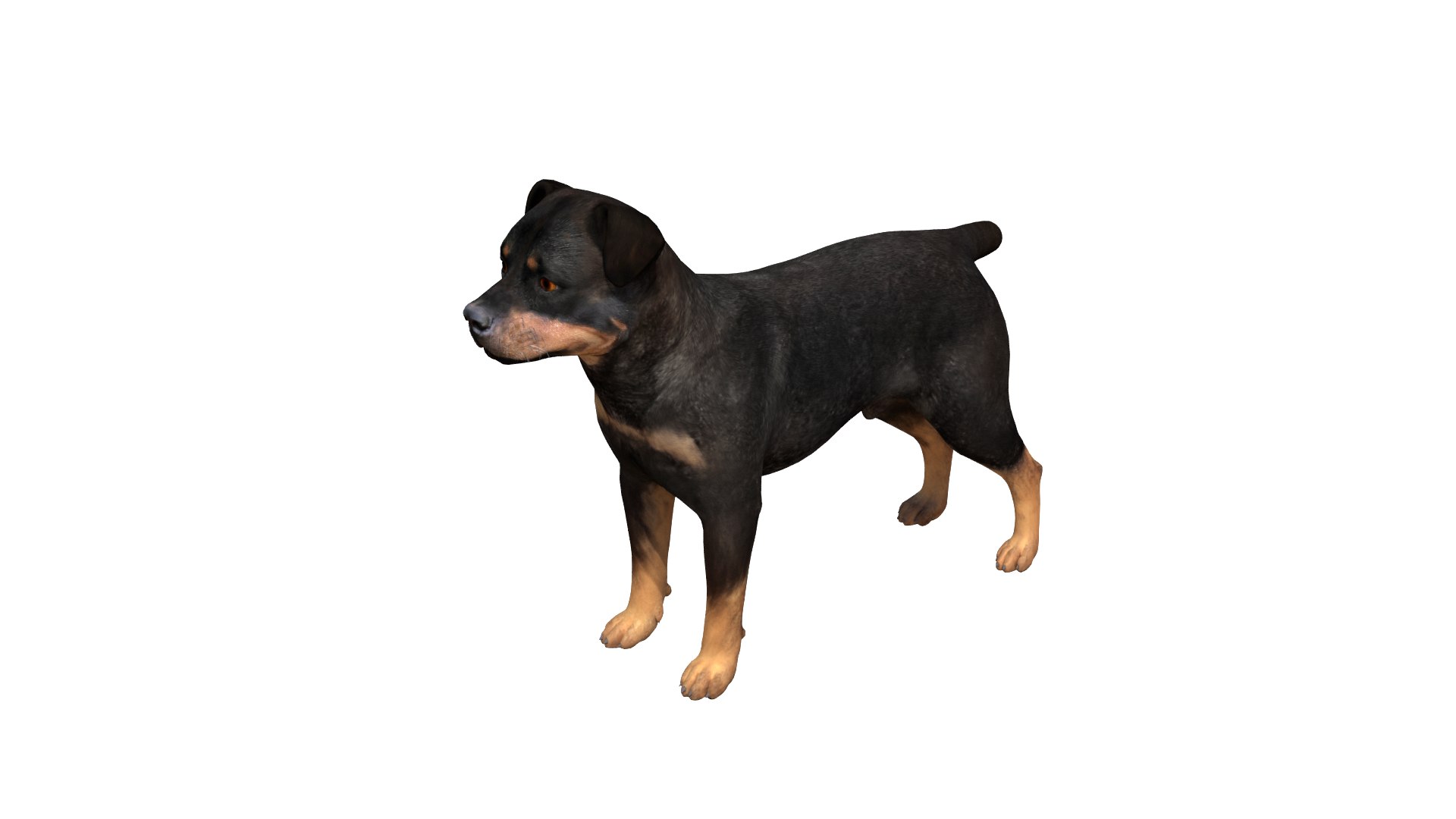 Rottweiler Dog 3D model - TurboSquid 2175786