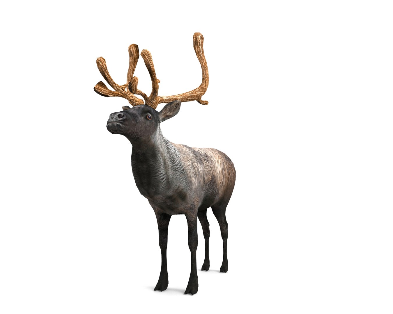 reindeer rigged deer animation 3D model https://p.turbosquid.com/ts-thumb/2m/bFwVzU/PbzUoT3Q/untitled.166/jpg/1506512527/1920x1080/fit_q87/d1361011e2a407f816fb80c57209b276e63aca3c/untitled.166.jpg