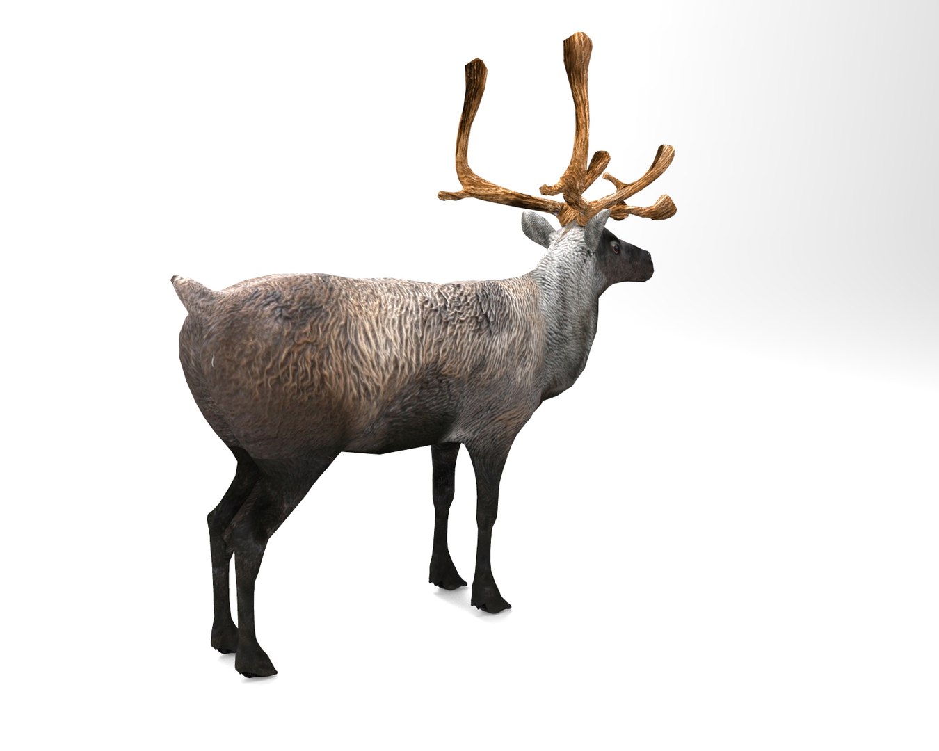 reindeer rigged deer animation 3D model https://p.turbosquid.com/ts-thumb/2m/bFwVzU/jOFHvlGk/untitled.163/jpg/1506512527/1920x1080/fit_q87/721acb38a08fb077adb58f09c3ffcbb28c5e04bc/untitled.163.jpg
