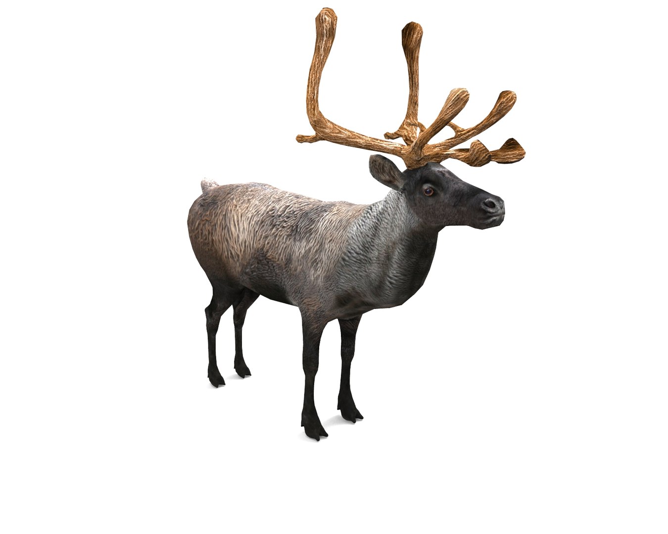 reindeer rigged deer animation 3D model https://p.turbosquid.com/ts-thumb/2m/bFwVzU/pzR25IE2/untitled.164/jpg/1506512527/1920x1080/fit_q87/5954cbaa599fa9ba51657a35f58327ec9895ffec/untitled.164.jpg