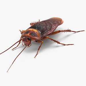 Cockroach Rigged