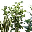 Realistic Indoor Plant Models Collection Vol 355
