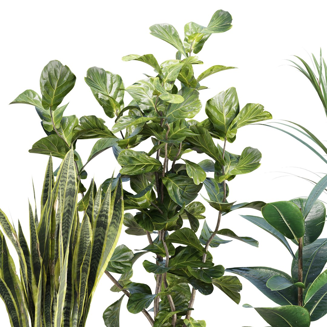 3D Premium Indoor &amp; Outdoor Plant Collection Bundle 100 https://p.turbosquid.com/ts-thumb/2m/i67Nba/4E/2/jpg/1765816074/1920x1080/fit_q87/2ef3f7ead0c055d9cdad7f34903c75a68bf2d099/2.jpg